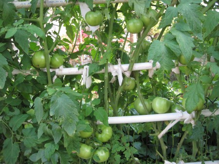 green tomatoes