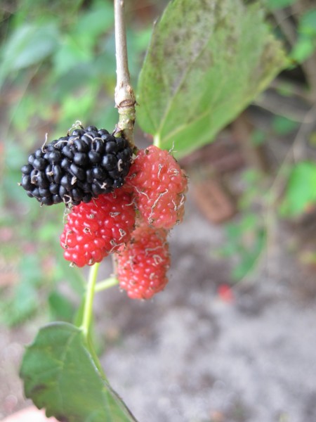 mulberries