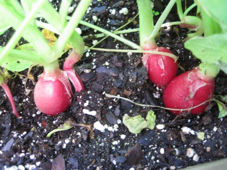 radishes