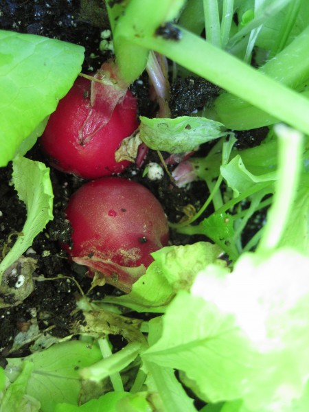 radishes in garden