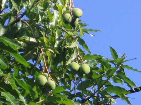 Alphonso mangos