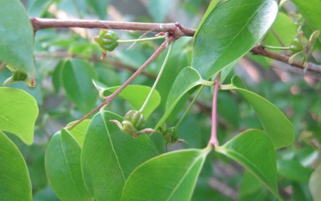 Surinam cherries