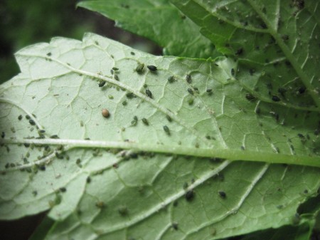 aphids on okra leaves