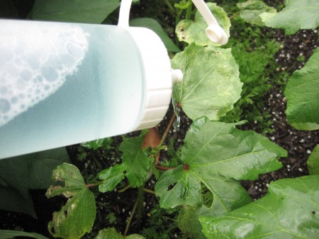 soapy water to kill aphids