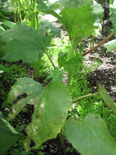 okra plant with aphids