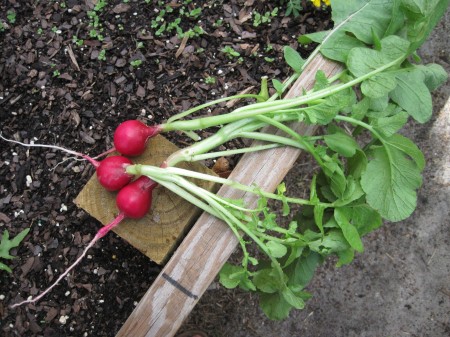 radishes with greens