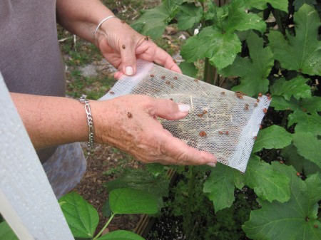 ladybugs released