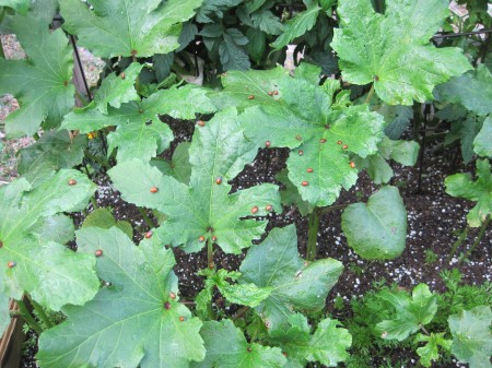 ladybugs on okra leaves