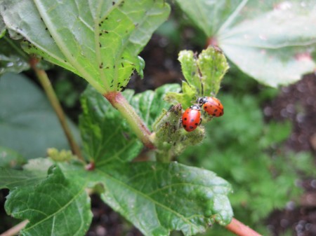 ladybugs eating aphids