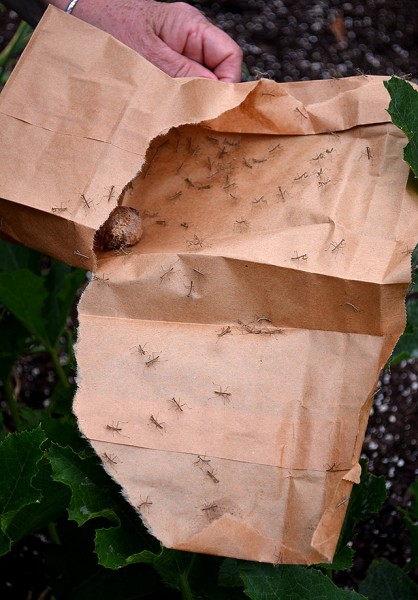 Preying Mantis egg sac and hatchlings