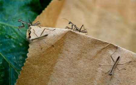 Preying Mantis hatchlings 04-29-2013