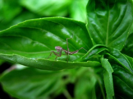 Preying Mantis hatchlings 04-29-2013