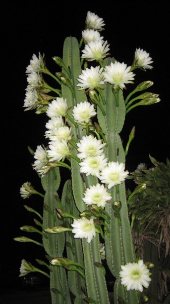 blooms on night blooming cereus