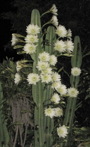 blooms on night blooming cereus