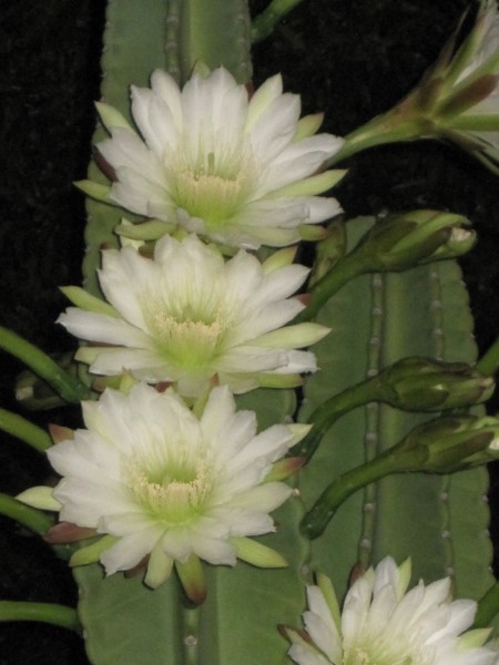 blooms on night blooming cereus