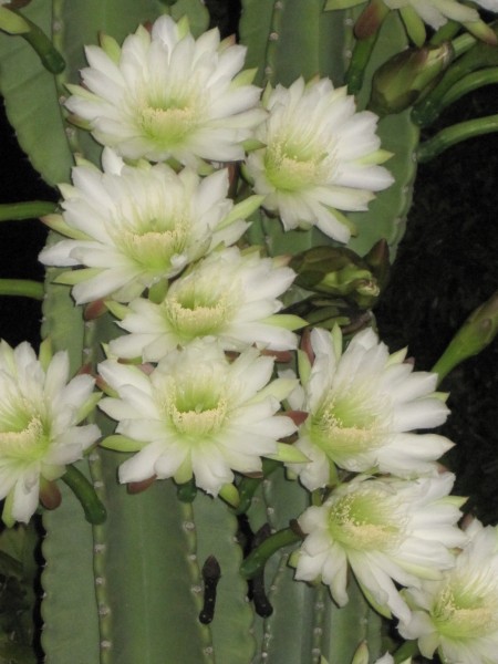 blooms on night blooming cereus