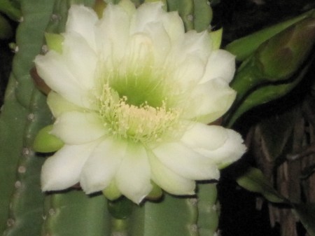 bloom on night blooming cereus