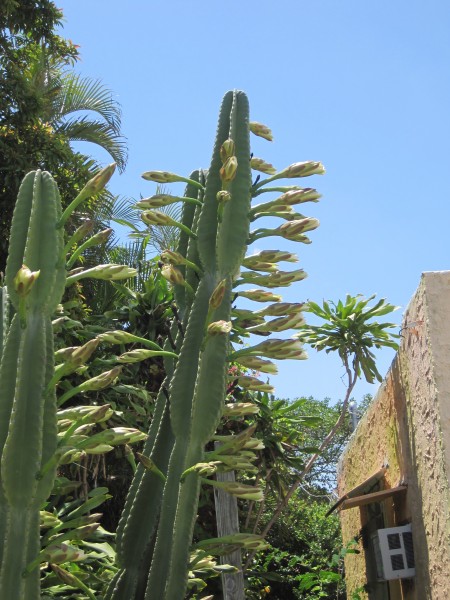 10-foot tall night blooming cereus