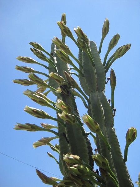 closed flowers on night-blooming cereus