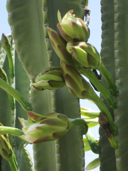 closed flowers on night blooming cereus