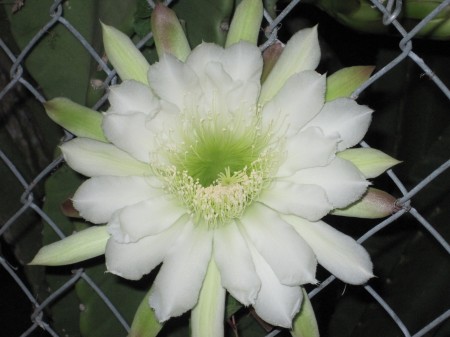 flower in fence