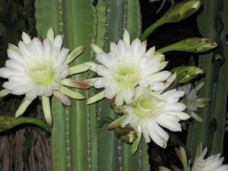 night blooming cereus flowers