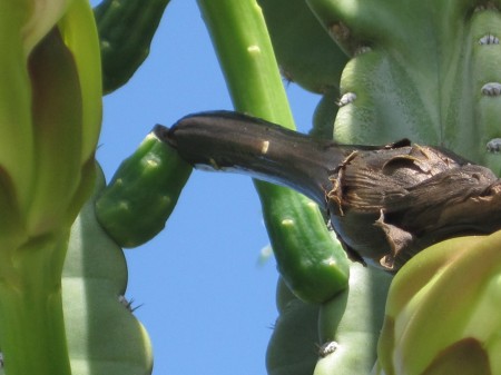 fruit bud 