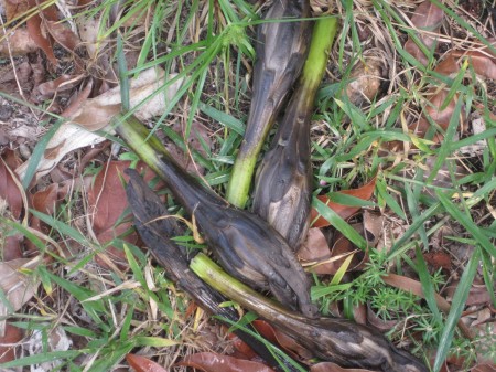 black flower pods