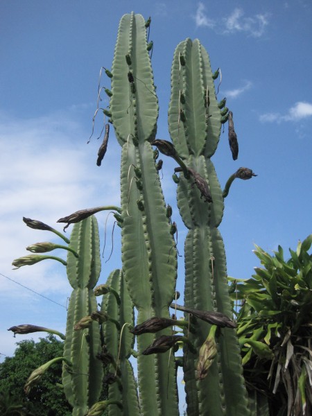 green fruit buds