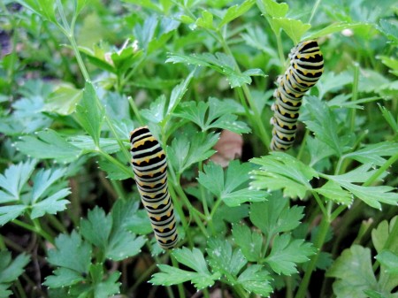 Black Swallowtail Caterpillar