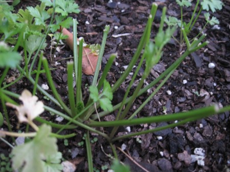 parsley stems