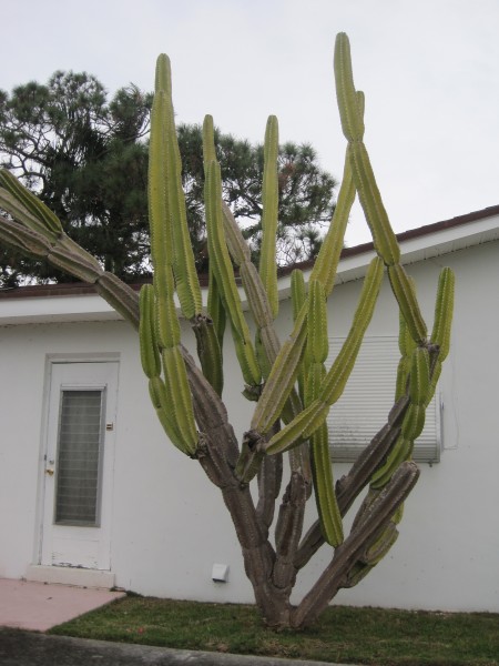 mother plant - night blooming cereus