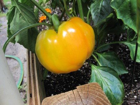 yellow bell pepper