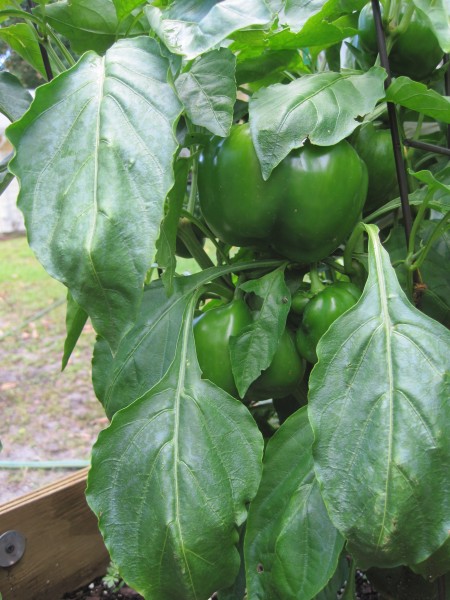 green bell peppers