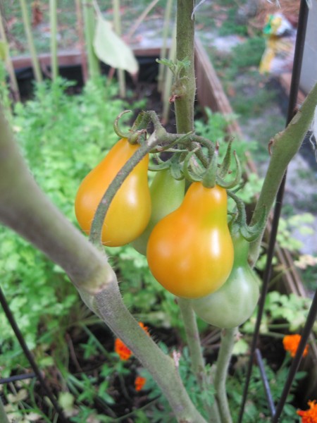 yellow pear tomatoes
