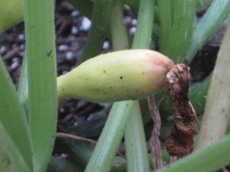 yellow squash