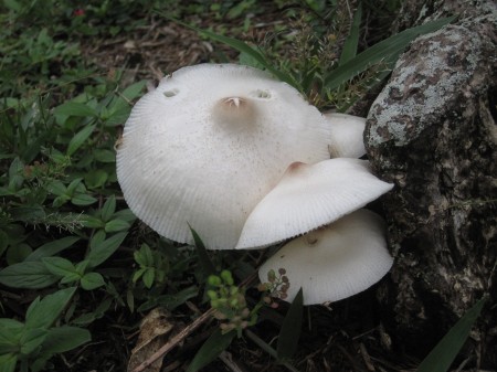 fungi