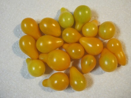 yellow pear tomatoes