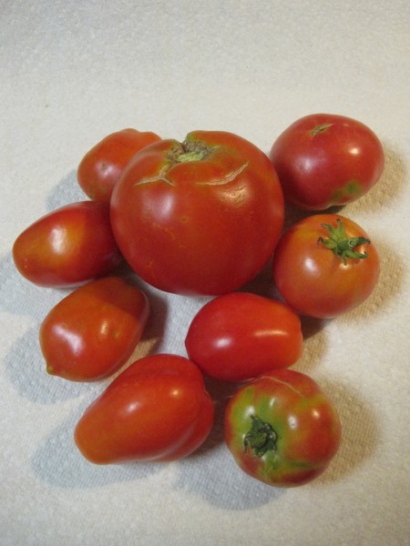 Romas and Better Boy tomatoes