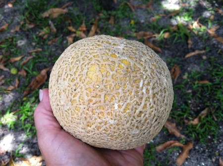 cantaloupe