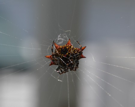 dorsal side of crab spider