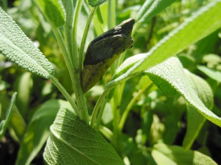 Black Swallowtail chrysalis