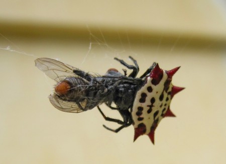 crab spider with fly
