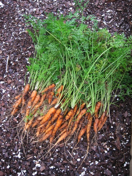 baby carrots