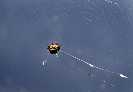 crab spider