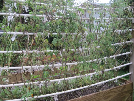 wilted tomato plants