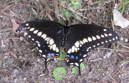 Black Swallowtail Moth
