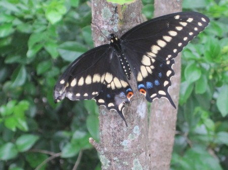 Black Swallowtail Moth