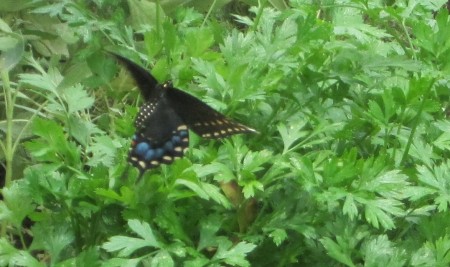 Black Swallowtail moth in parsley