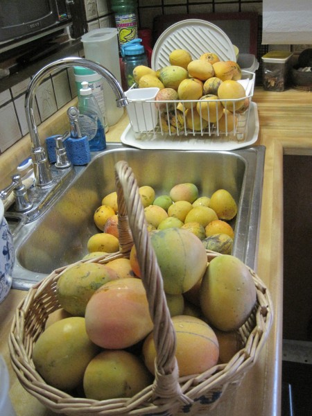 Alphonso Mangos